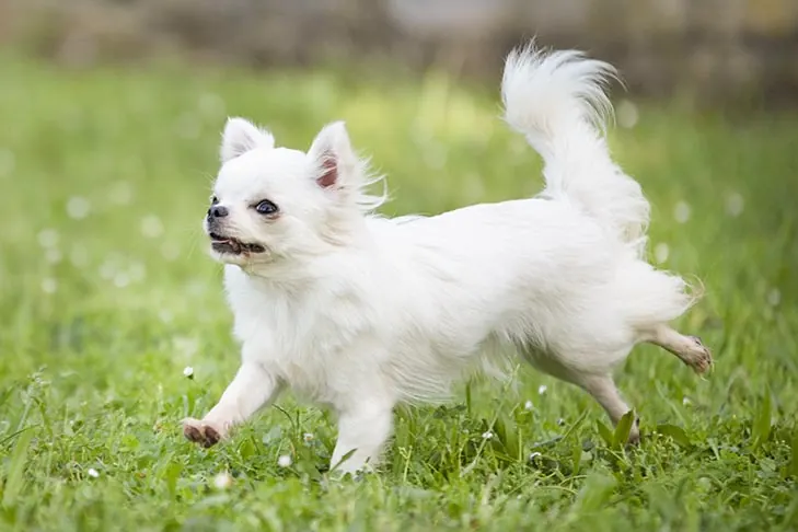 گالری تاریخچه چی واوا (Chihuahua)