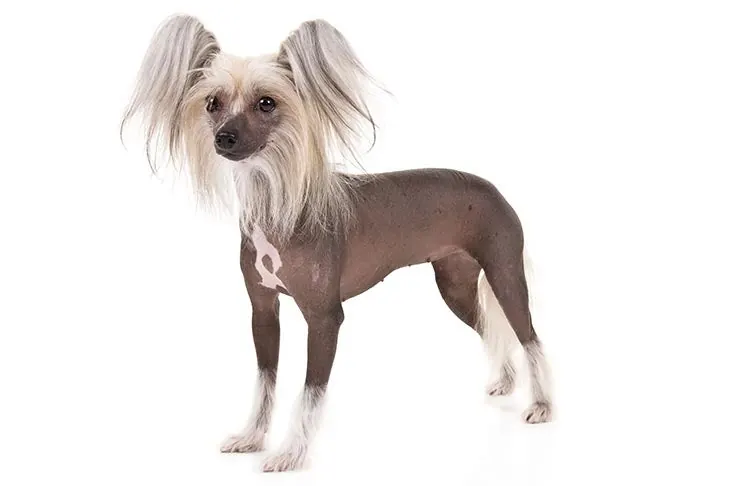 چینیز کرستد (Chinese Crested)