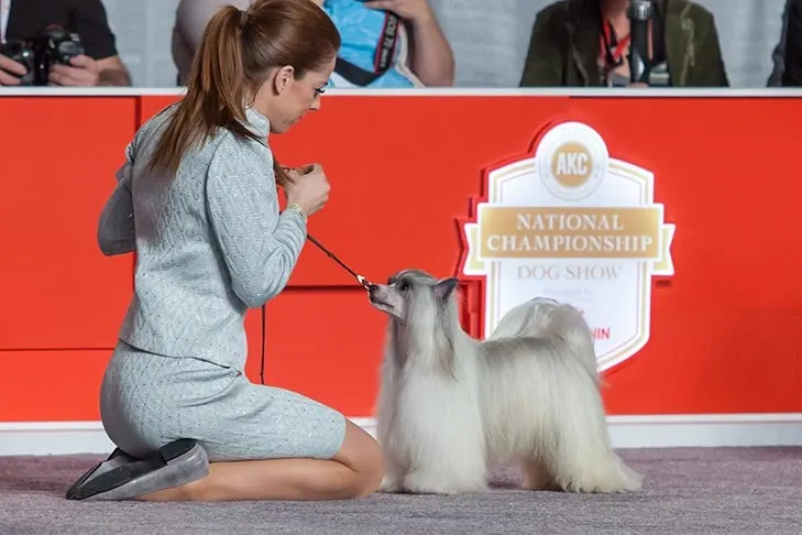 Chinese Crested