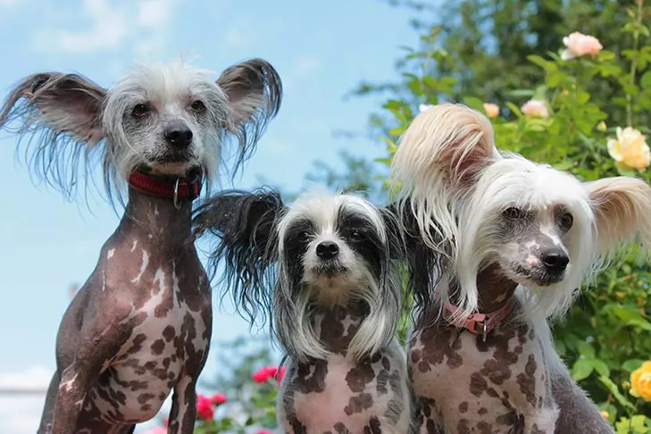 چینیز کرستد (Chinese Crested)