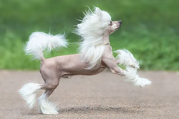 گالری تاریخچه چینیز کرستد (Chinese Crested)