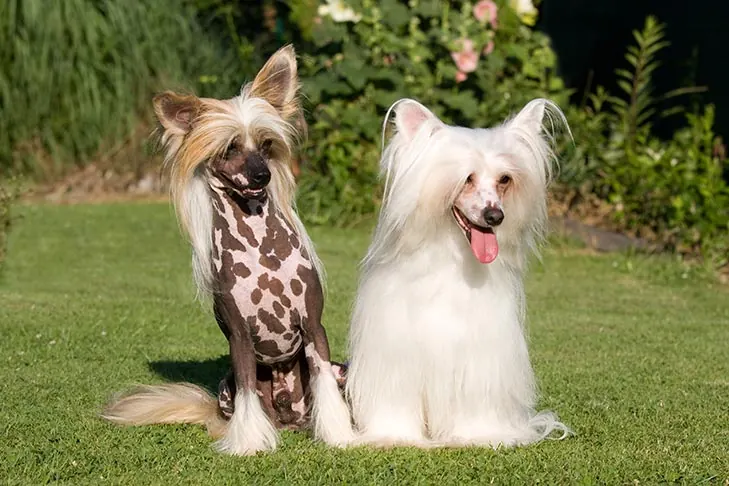 گالری تاریخچه چینیز کرستد (Chinese Crested)