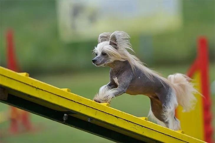 گالری تاریخچه چینیز کرستد (Chinese Crested)