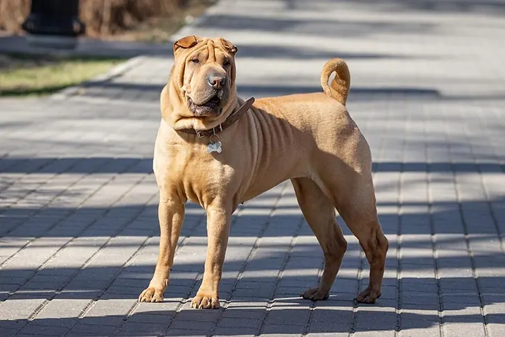 چاینیز شارپی (Chinese Shar Pei)