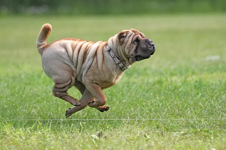 Chinese Shar Pei