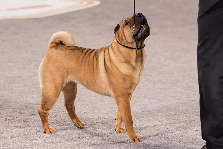 چاینیز شارپی (Chinese Shar Pei)