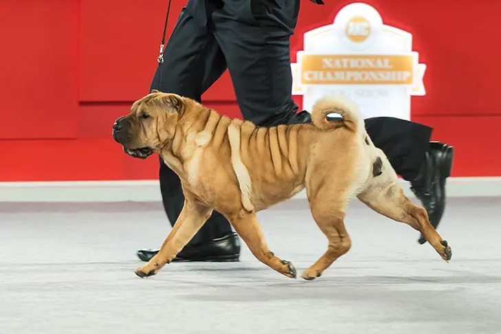 گالری تاریخچه چاینیز شارپی (Chinese Shar Pei)