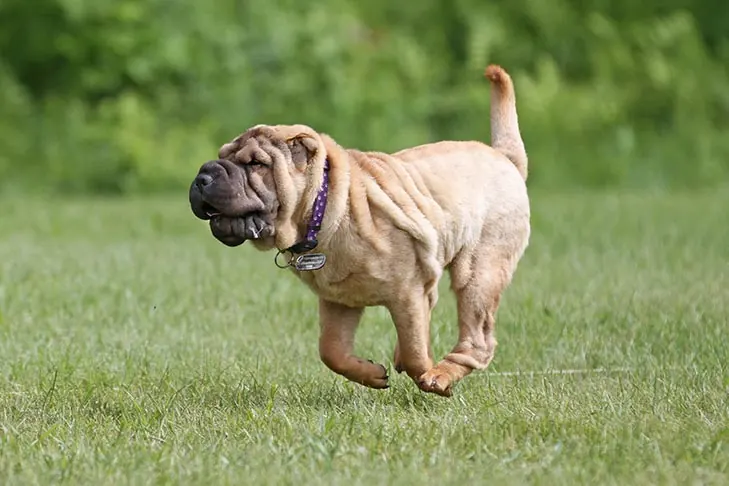 گالری تاریخچه چاینیز شارپی (Chinese Shar Pei)