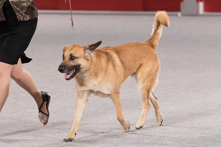 چینوک (Chinook)