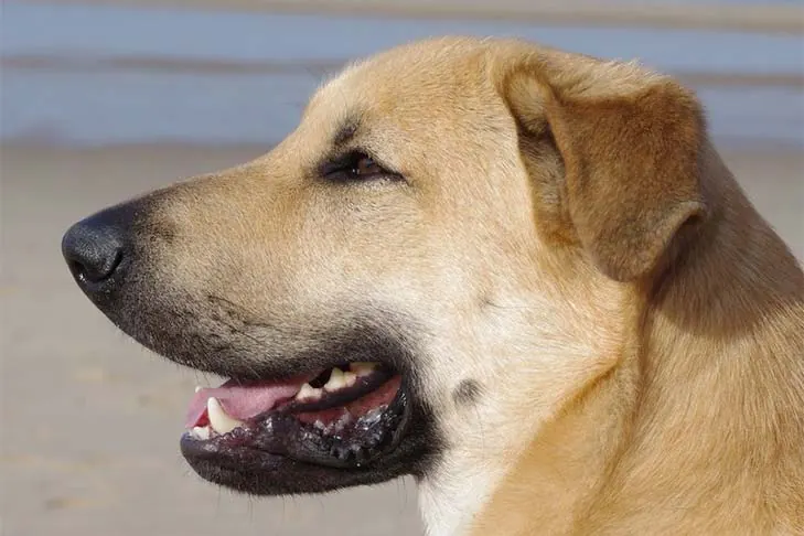 چینوک (Chinook)