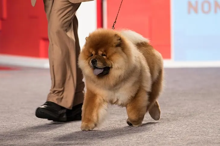 Chow Chow