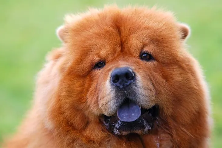 چاو چاو (Chow Chow)