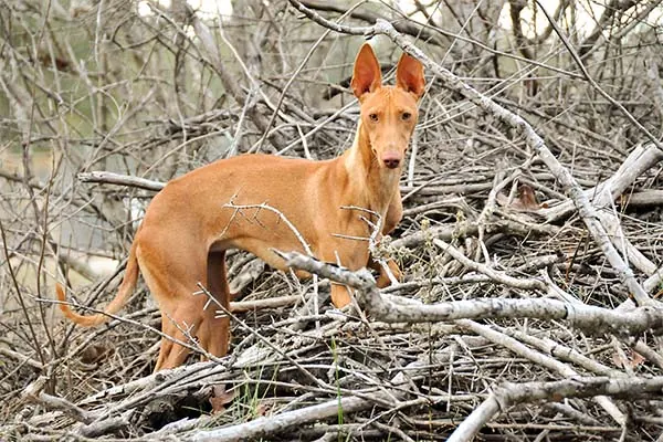 چیرنکو دل‌اتنا (Cirneco dell’Etna)