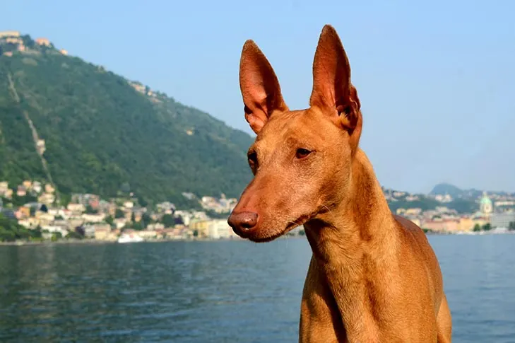 Cirneco dell’Etna