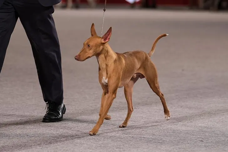 چیرنکو دل‌اتنا (Cirneco dell’Etna)