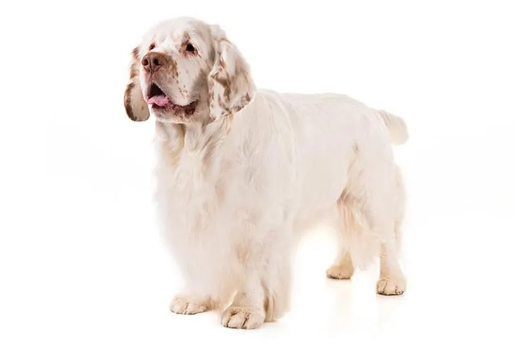 کلامبر اسپانیل (Clumber Spaniel)