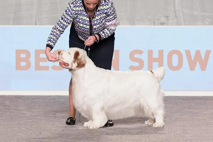 Clumber Spaniel