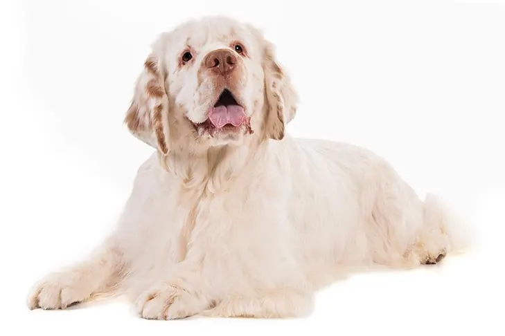 کلامبر اسپانیل (Clumber Spaniel)