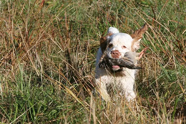 گالری تاریخچه کلامبر اسپانیل (Clumber Spaniel)
