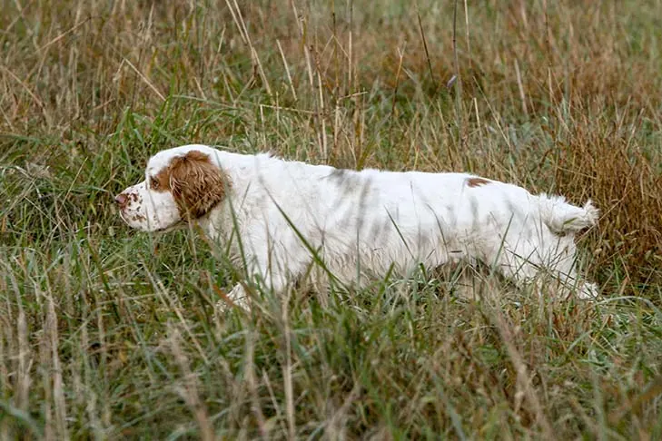 گالری تاریخچه کلامبر اسپانیل (Clumber Spaniel)