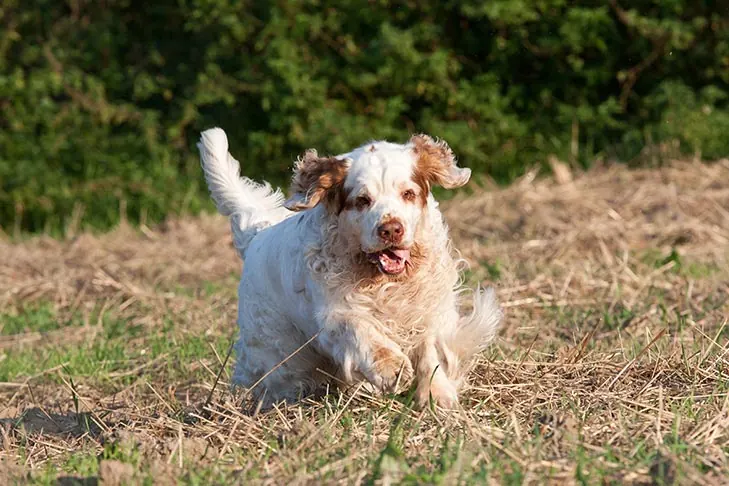 گالری تاریخچه کلامبر اسپانیل (Clumber Spaniel)