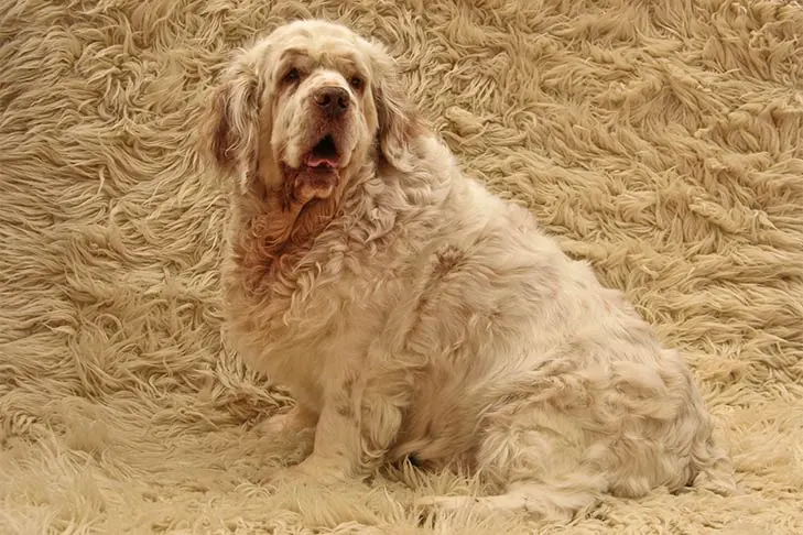گالری تاریخچه کلامبر اسپانیل (Clumber Spaniel)