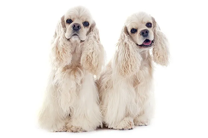 Cocker Spaniel