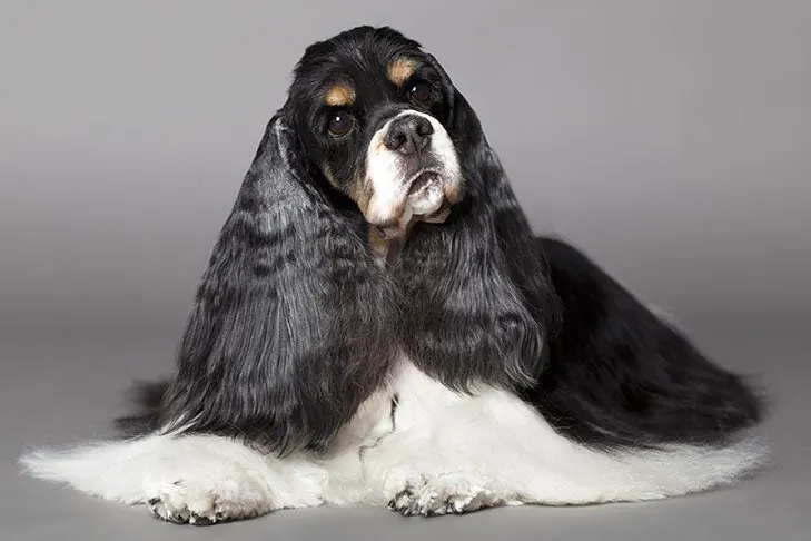 کوکر اسپانیل (Cocker Spaniel)