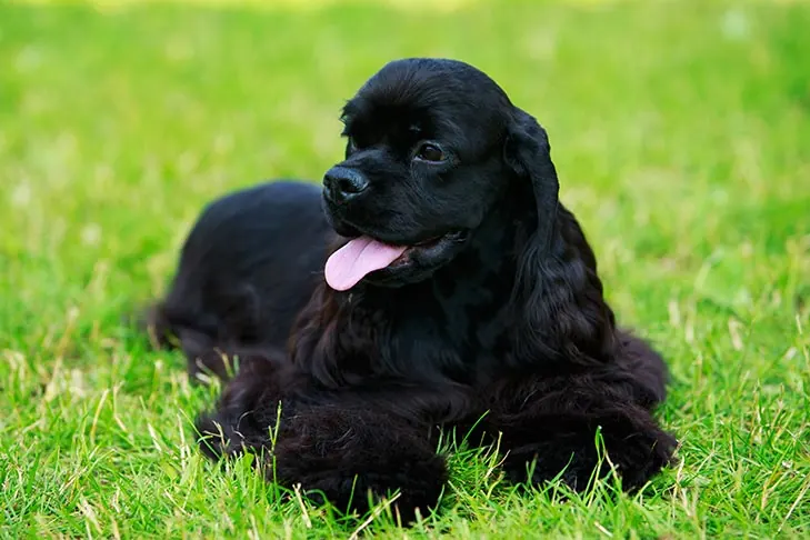 گالری تاریخچه کوکر اسپانیل (Cocker Spaniel)