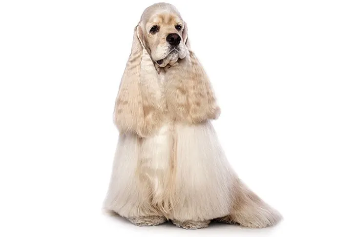 گالری تاریخچه کوکر اسپانیل (Cocker Spaniel)