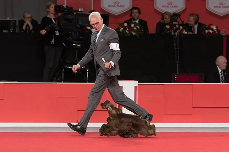 گالری تاریخچه کوکر اسپانیل (Cocker Spaniel)