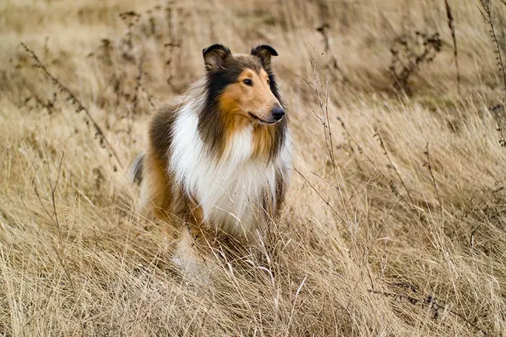 کالی (Collie)