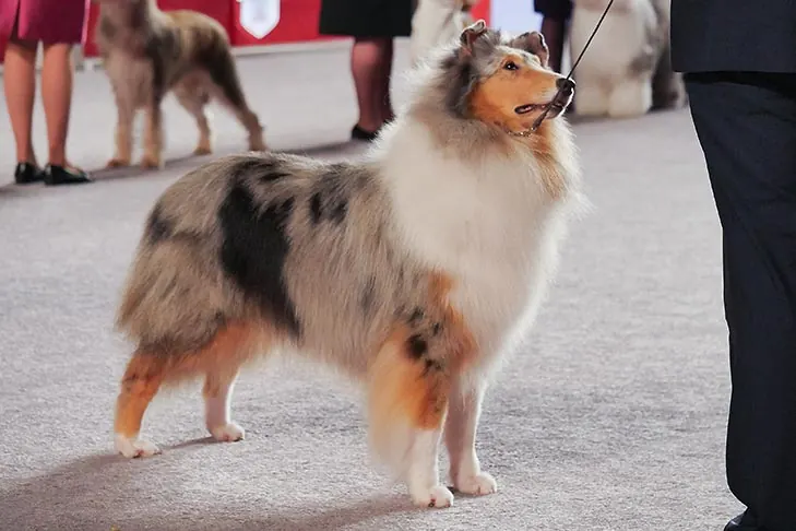 Collie