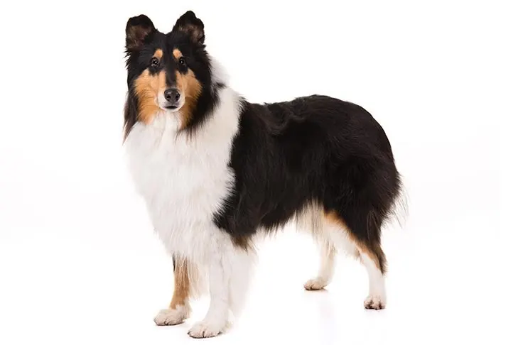 کالی (Collie)
