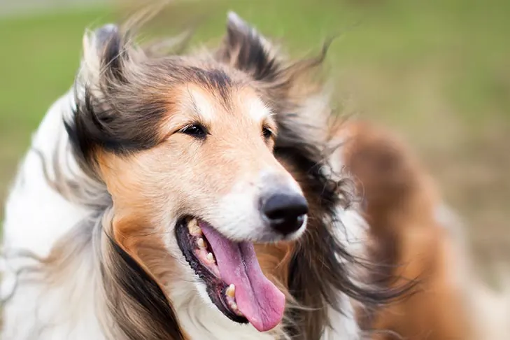 گالری تاریخچه کالی (Collie)