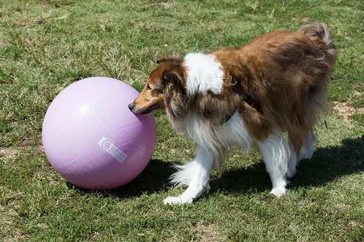 گالری تاریخچه کالی (Collie)