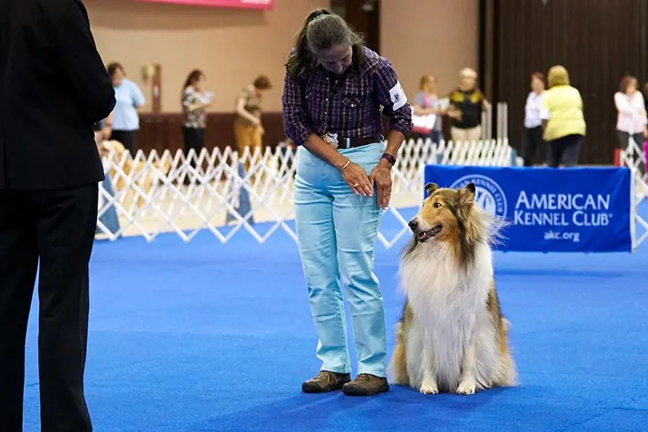 گالری تاریخچه کالی (Collie)