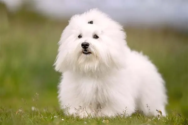 کوتون دو تولئار (Coton de Tulear)