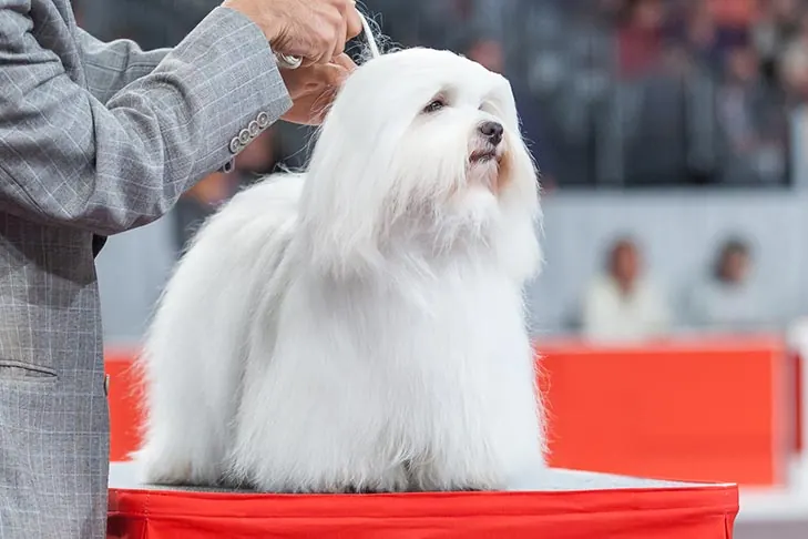 Coton de Tulear