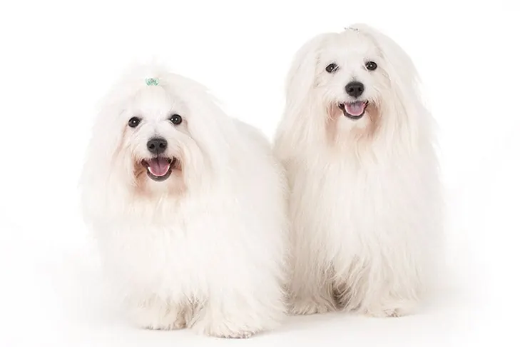 کوتون دو تولئار (Coton de Tulear)