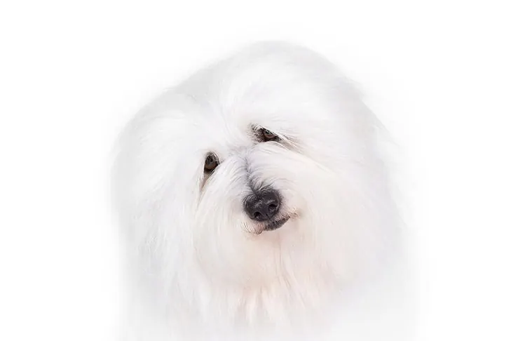 گالری تاریخچه کوتون دو تولئار (Coton de Tulear)