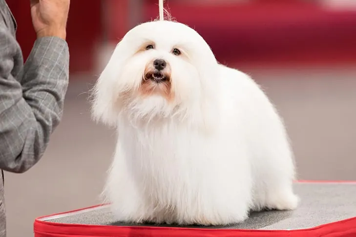 گالری تاریخچه کوتون دو تولئار (Coton de Tulear)