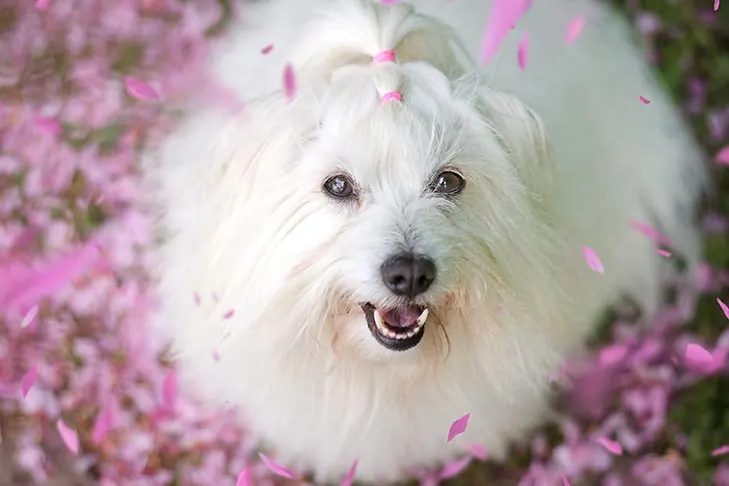 گالری تاریخچه کوتون دو تولئار (Coton de Tulear)