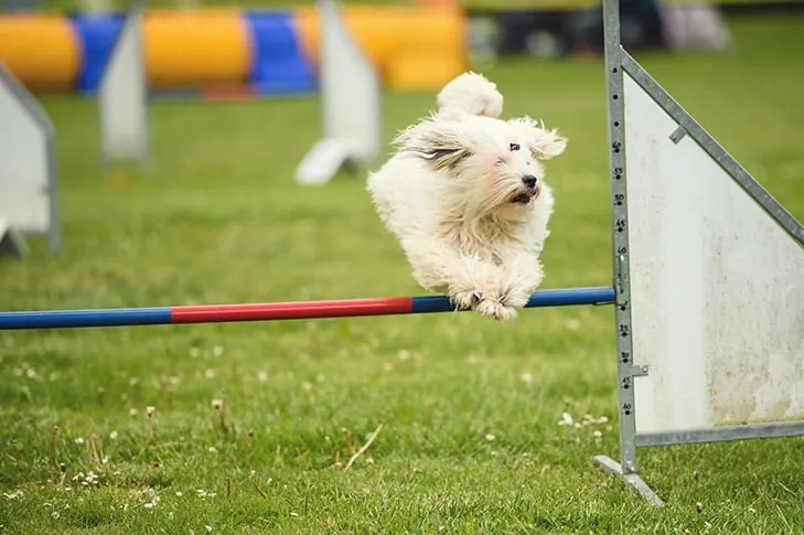 گالری تاریخچه کوتون دو تولئار (Coton de Tulear)