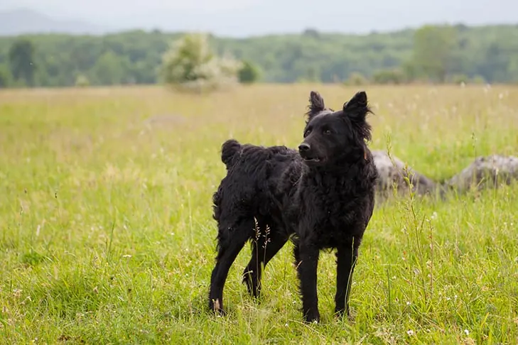 سگ گله‌ی کرواسی (Croatian Sheepdog)