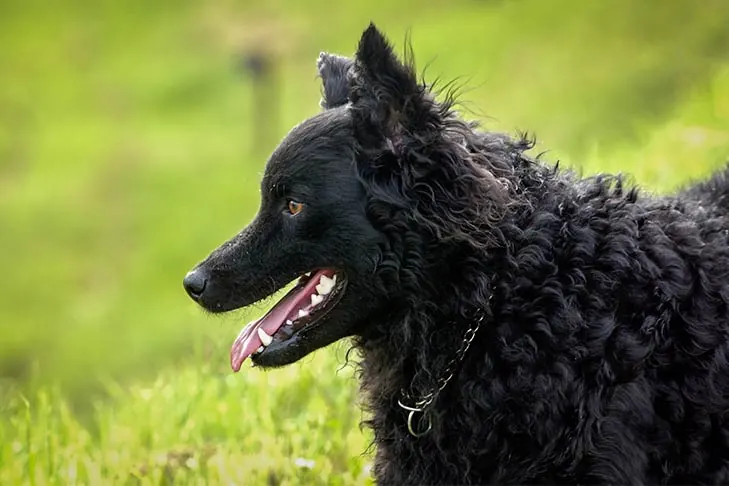 Croatian Sheepdog