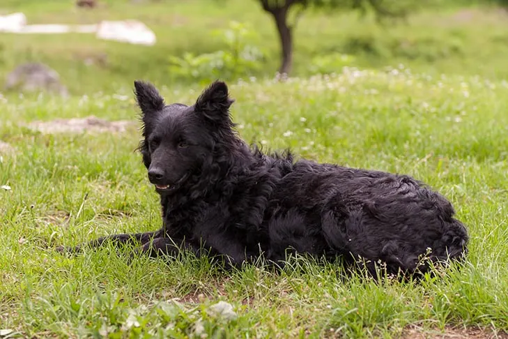 سگ گله‌ی کرواسی (Croatian Sheepdog)
