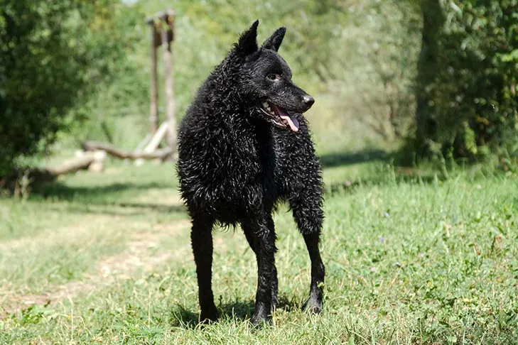 گالری تاریخچه سگ گله‌ی کرواسی (Croatian Sheepdog)