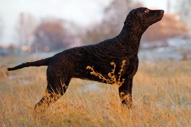 رتریور مو فرفری (Curly-Coated Retriever)
