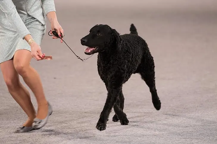Curly-Coated Retriever